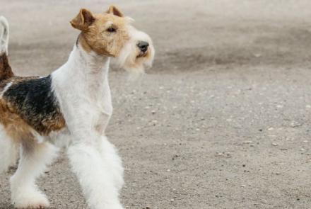 Wirehaired Fox Terriers