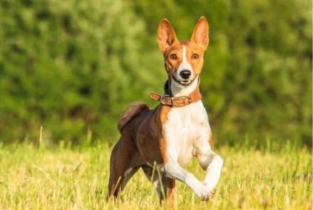 Basenjis