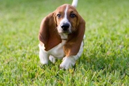 Basset Hounds