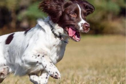 English Springer Spaniel