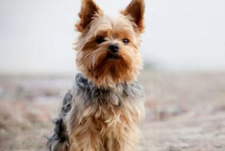 Yorkshire Terriers