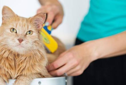 Cat Bathing &amp; Hygiene