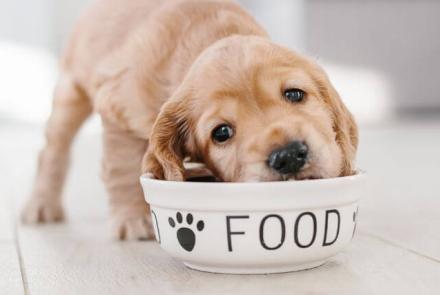 Dog Nutrition