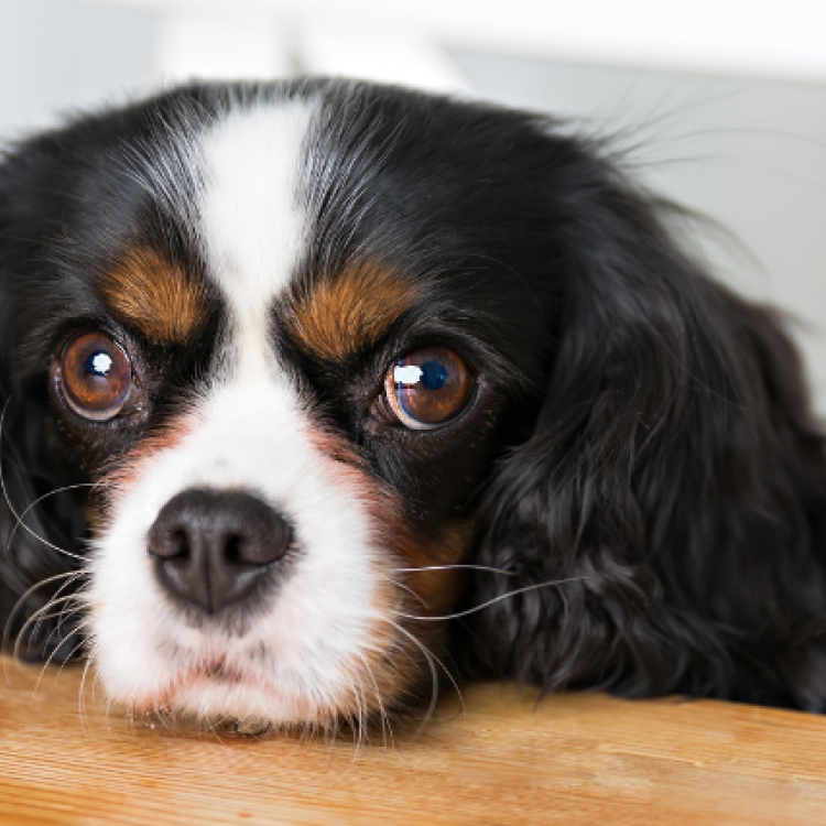 4 of the Most Annoying Dog Behaviors and How to Fix Them