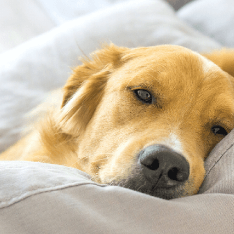 Best dog breeds hot sale for couch potatoes