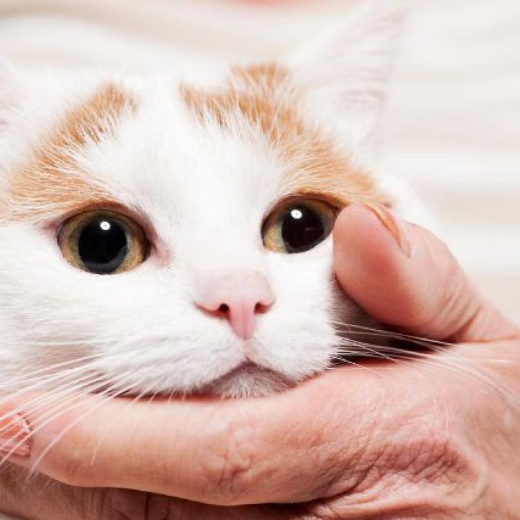 kidney-disease-in-cats