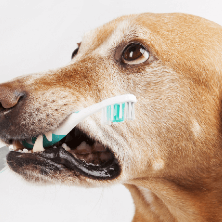 Post-Op Dental Care and Home Dental Care for Dogs