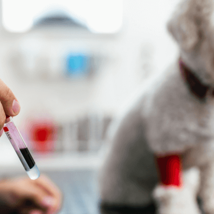 early-detection-the-benefits-of-routine-blood-work-for-dogs