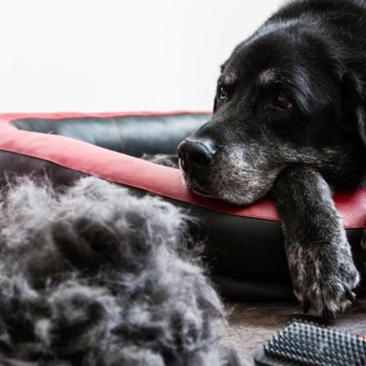 Is This Much Shedding Normal? When Hair Loss in Pets is Problematic