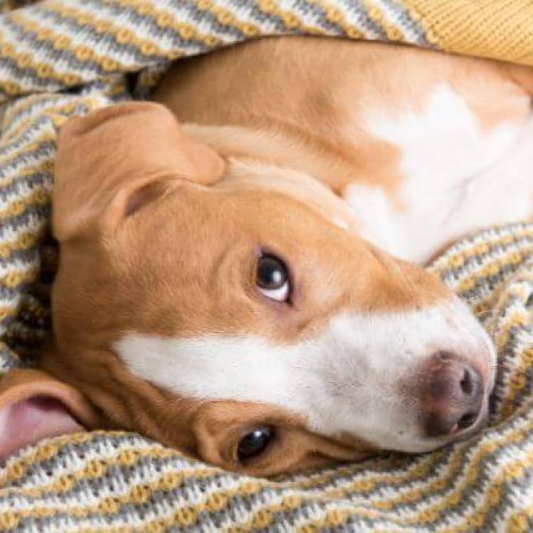 5-common-illnesses-in-dogs-and-what-you-need-to-know