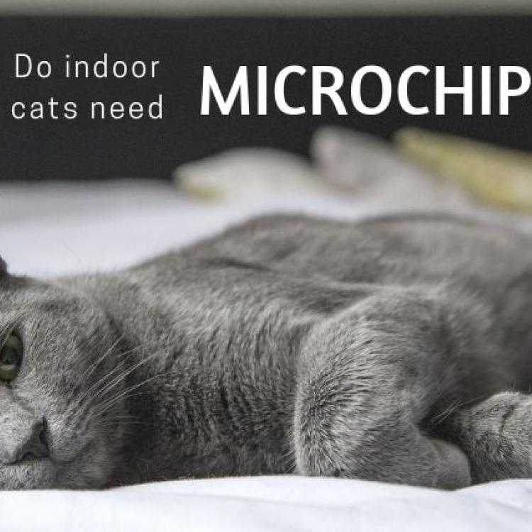 Why Should Indoor-Only Cats be Microchipped?