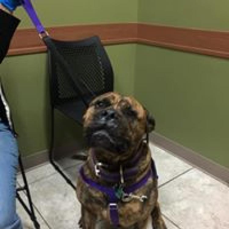 Noah's emergency vet stop clearance 11