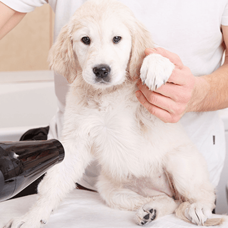 Dundalk Animal Hospital – Dundalk, MD