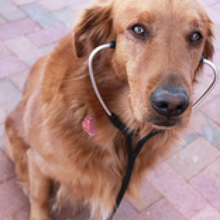 Mesquite veterinary clearance