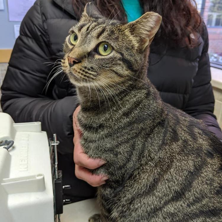 Healthy pets of store wedgewood