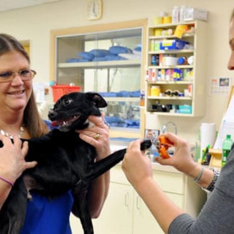 Dog & Cat Hospital – Norfolk, VA