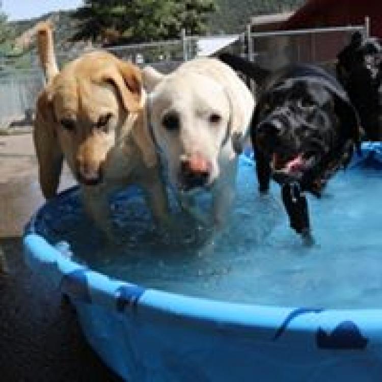 Barnyard store dog daycare