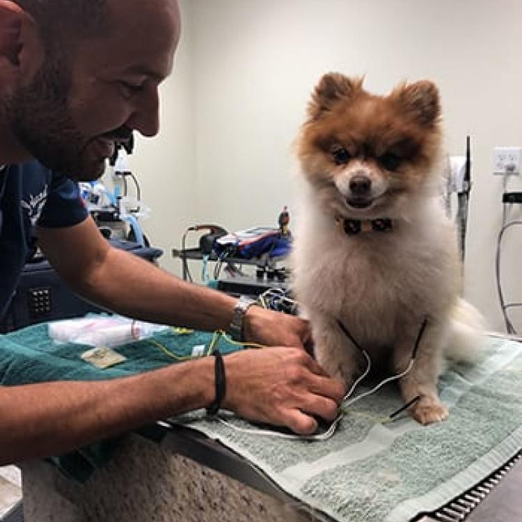 Island Animal Hospital of Viera - Rockledge, FL