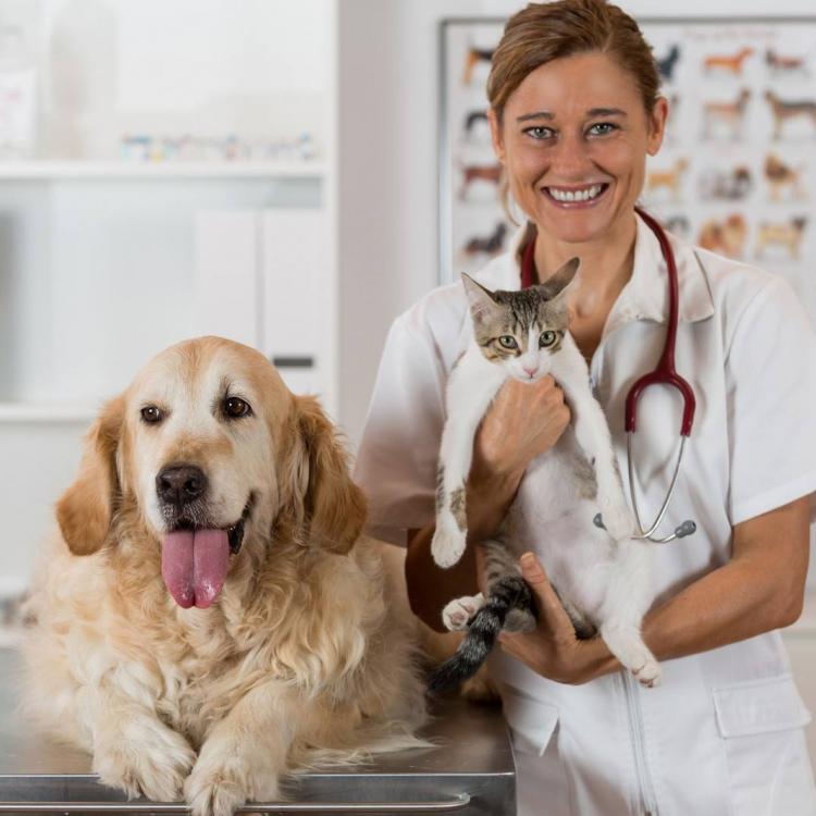 Paw Diseases in Pets - Clairmont Animal Hospital