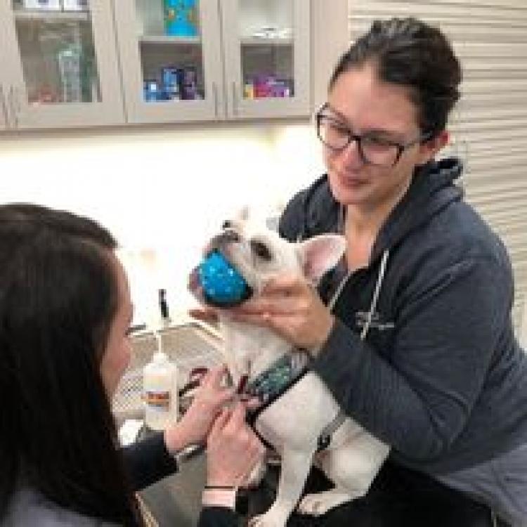 Animal Dermatology Clinic Portland - Encourage Column Photos