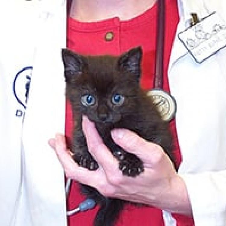 Beacon store cat hospital