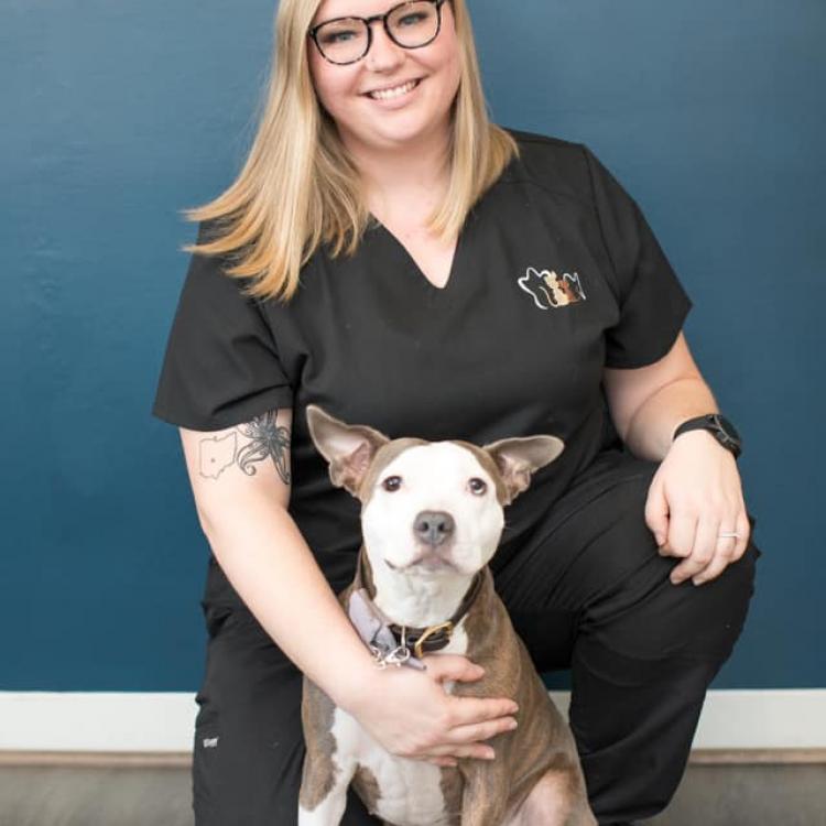 Veterinary Dentistry And Oral Surgery Of Ohio – Columbus, OH