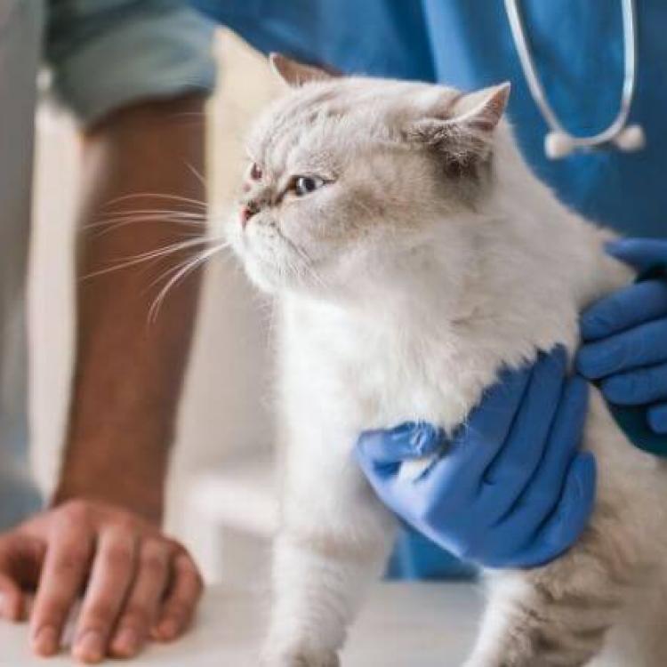 The Secret To Stress-Free Veterinary Visits With Your Cat